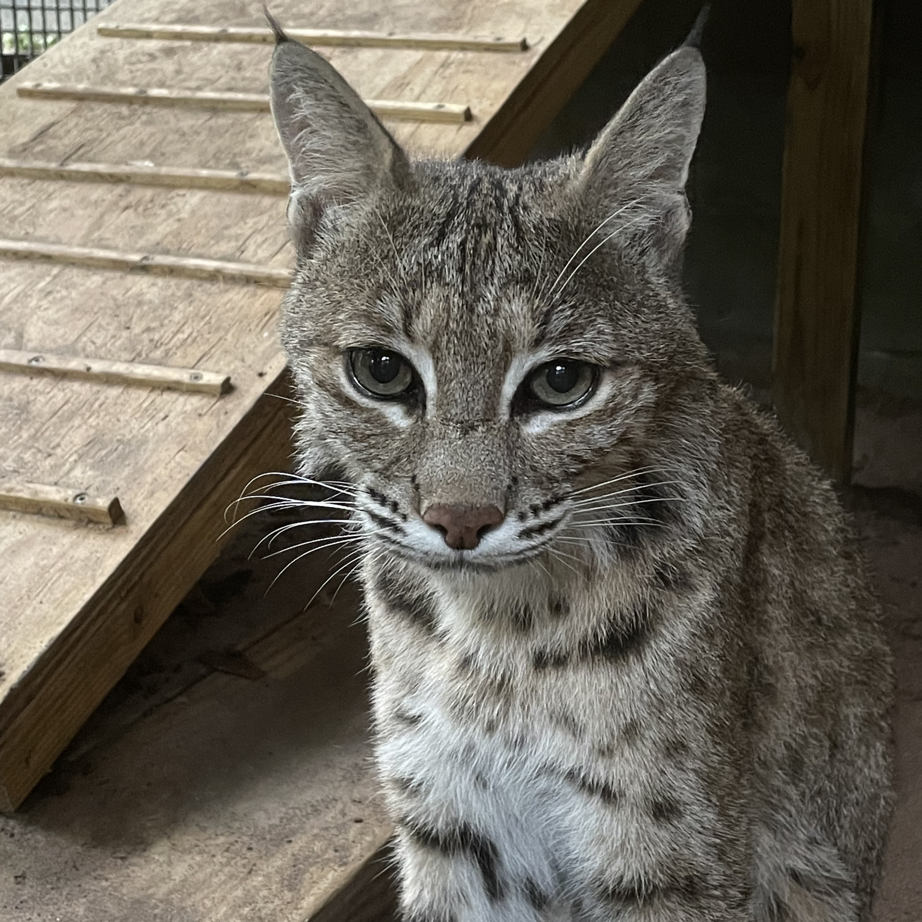 Abby, an 8 year old bobcat (Lynx rufus) housed at Jacksonville Zoo and Gardens, photo by Jessica Stull