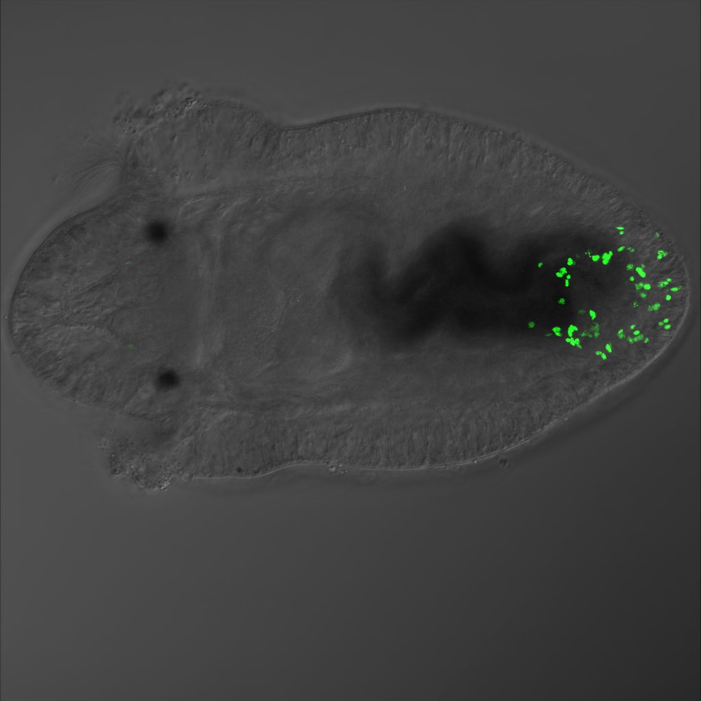 An amputated Capitella teleta larva, five days after amputating the tail. Dividing cells (green) are grouped at the cut site, indicating birth of new cells. (photo credit: Alicia Boyd)