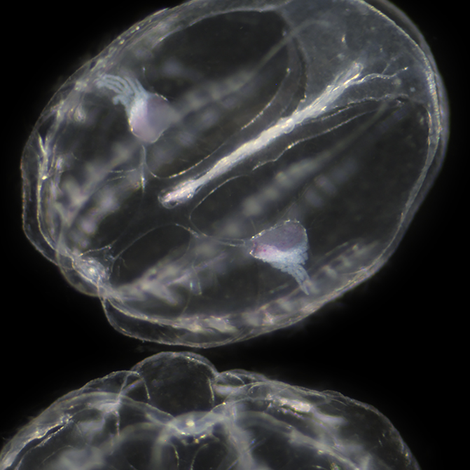 Two juvenile ctenophores of the species Mnemiopsis leidyi