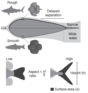Liao Lab Review on Fish Swimming Efficiency in Current Biology Magazine