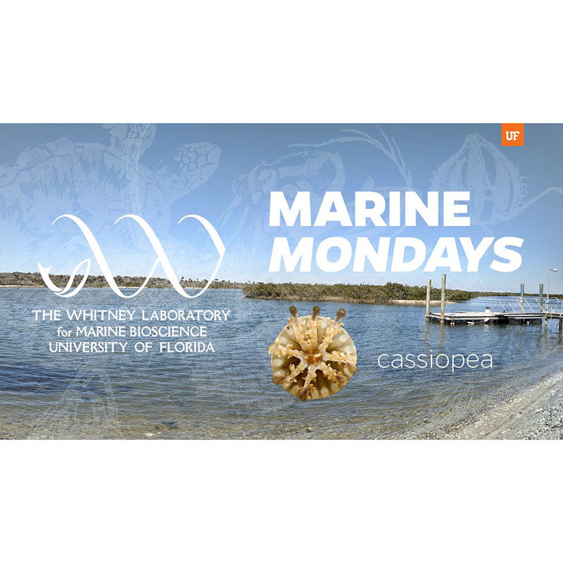 Whitney Marine Mondays - Cassiopea