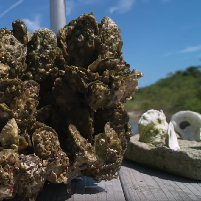 New Oyster Restoration Initiative Video is Live