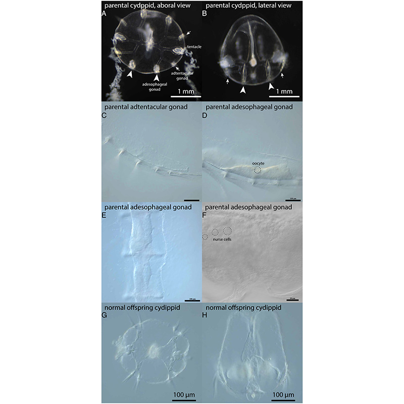 Dr. Allison Edgar and Coauthors publish paper with new insights on the ctenophore life cycle