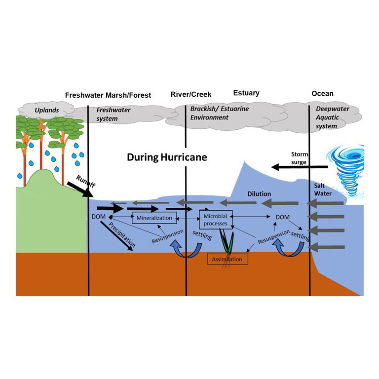 Impacts of hurricane disturbance on water quality diagram