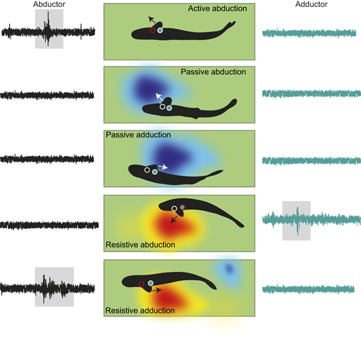 Image showing experimental kinematic and pectoral fin muscle recordings with hypothesized location of vortices in order to understand passive movement of the pectoral fins.