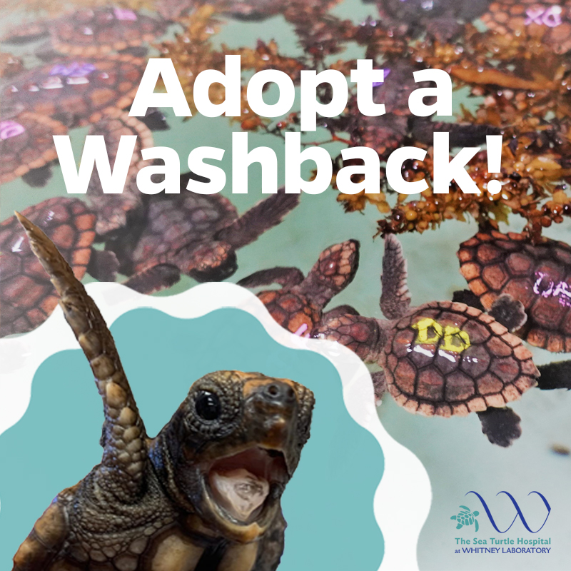Adopt a washback flyer with washback turtles swimming