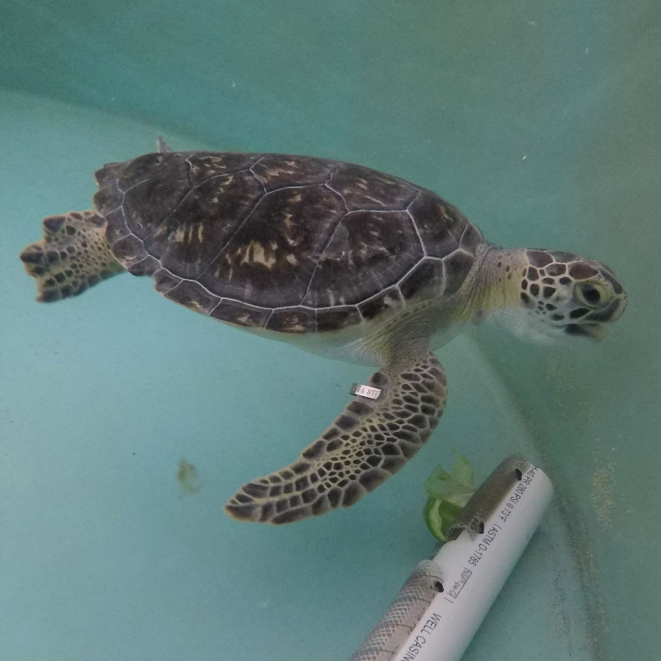 Sea Turtle Kadarius Released June 27 at Gamble Rodgers State Park