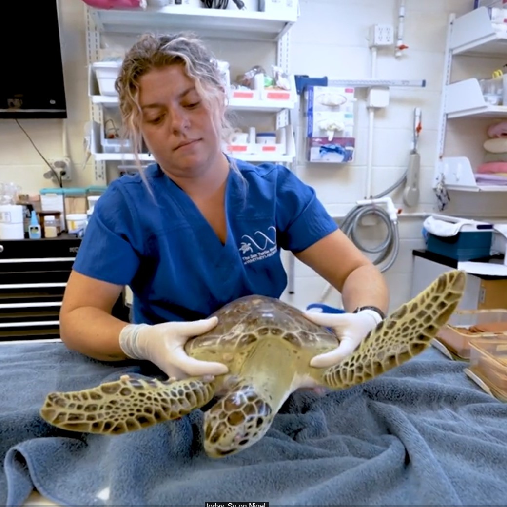 Woman holding turtle at Sea Turtle Hospital