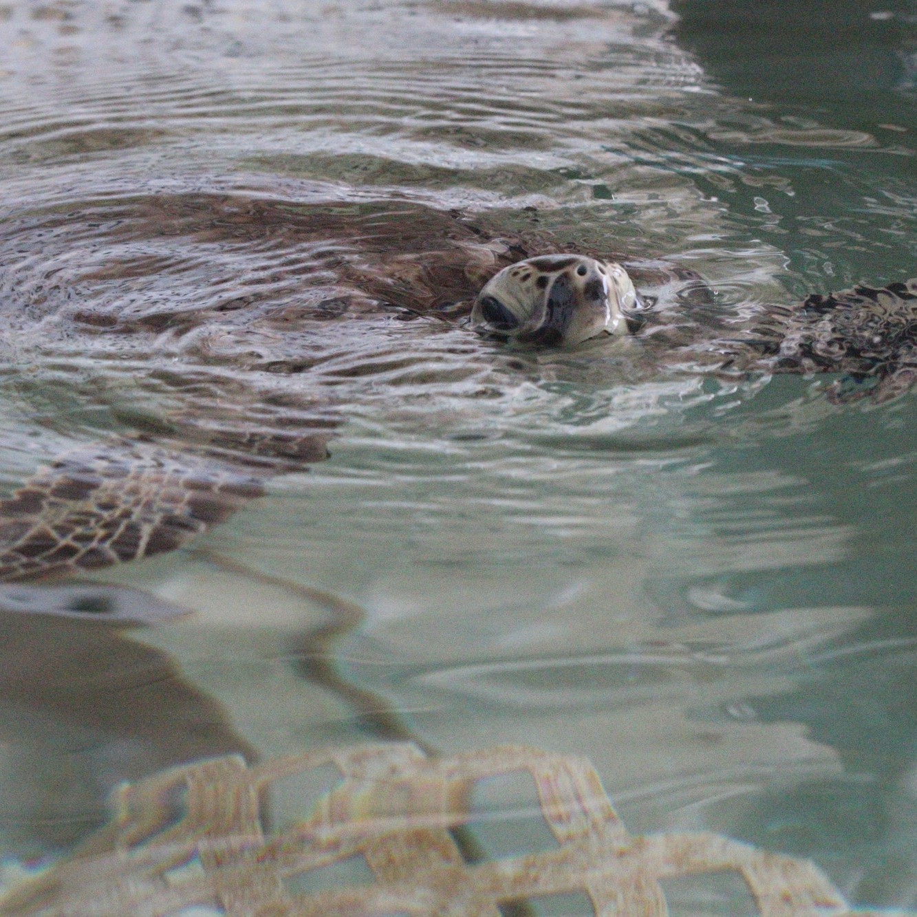Sea turtle picture taken by the Palm Coast Observer at the Sea Turtle Hospital