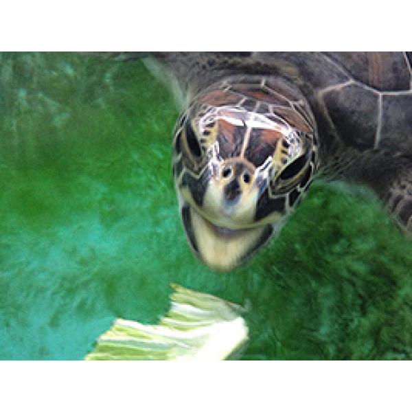 Nat Geo Wild Features Sea Turtle Hospital at Whitney Lab Release 