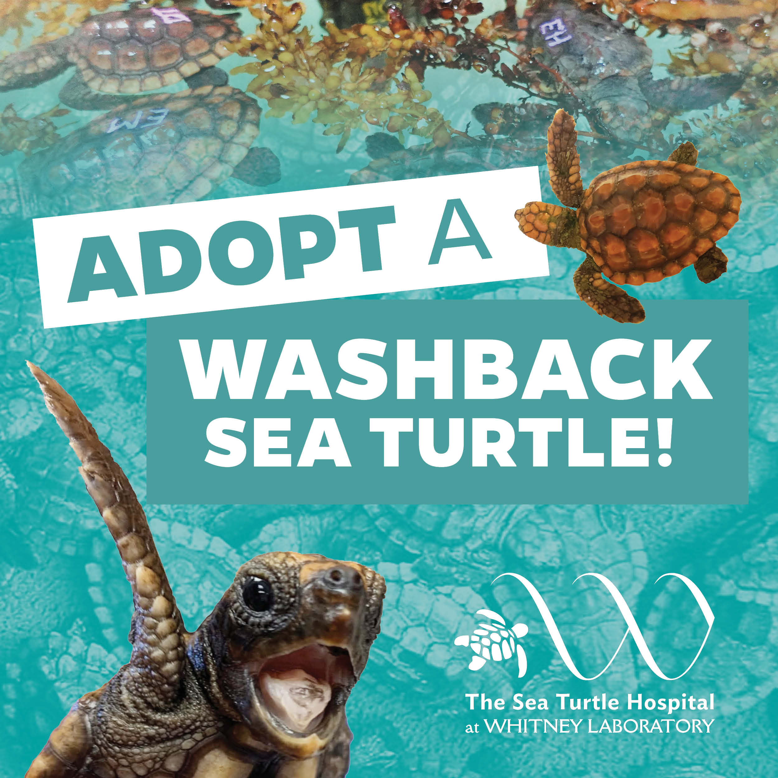 Adopt a Washback Sea Turtle Graphic