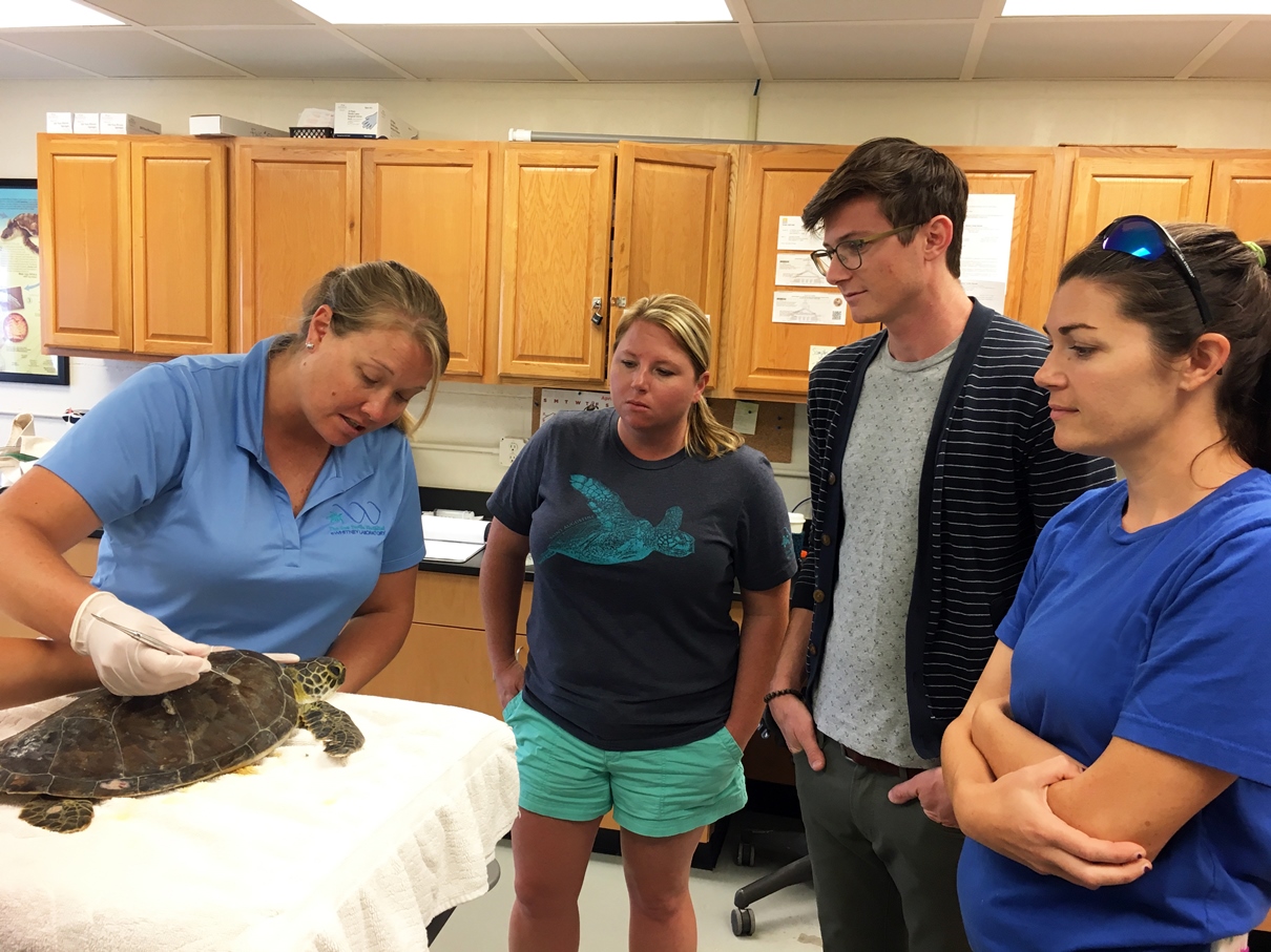 Sea Turtle Hospital at Whitney Lab Tour