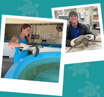 Collage of interns at the sea turtle hospital