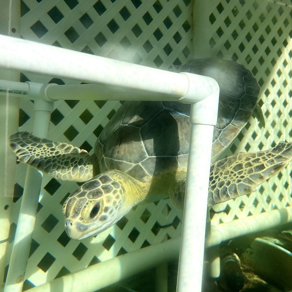 Sea Turtle swimming in tank