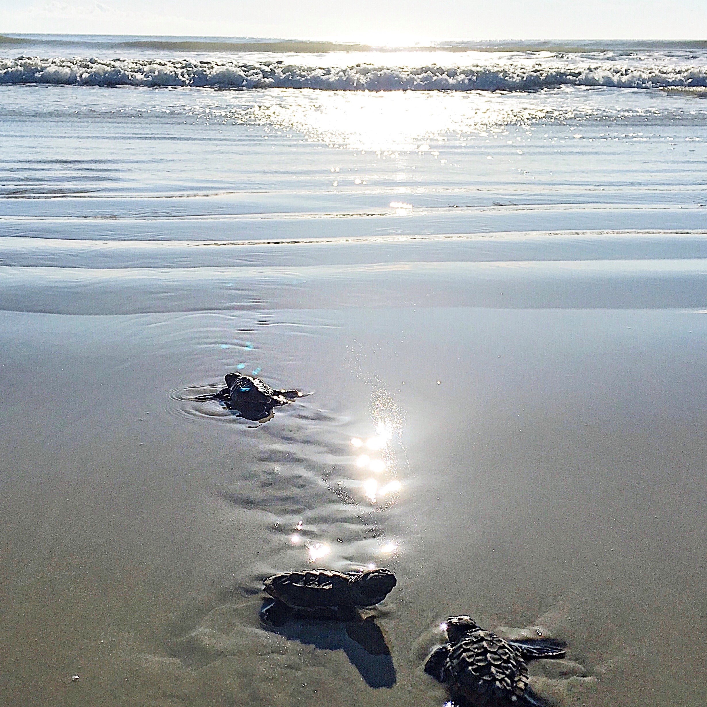First Coast News Story on Plastics and the Sea Turtle Hospital