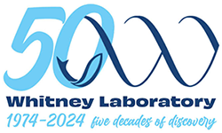 50th Email Signature Graphic