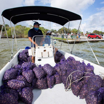 Center for Coastal Solutions Article: It’s raining clams! Seeding a comeback in the Indian River Lagoon 