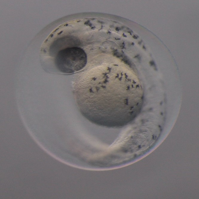 Developing zebrafish embryo, treated with the epigenetic inhibitor JQ1