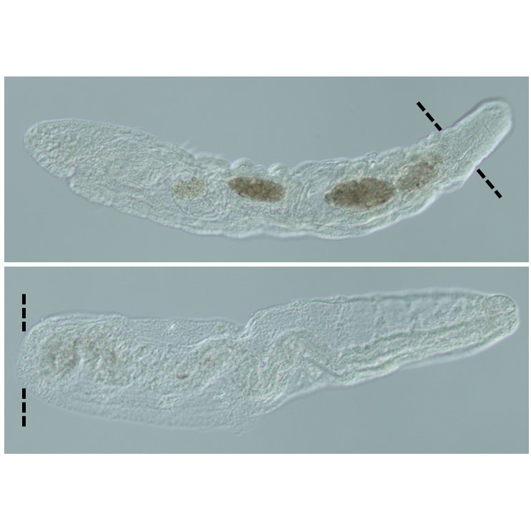 One segment at a time: Scientists at Whitney Laboratory study regeneration in marine worms