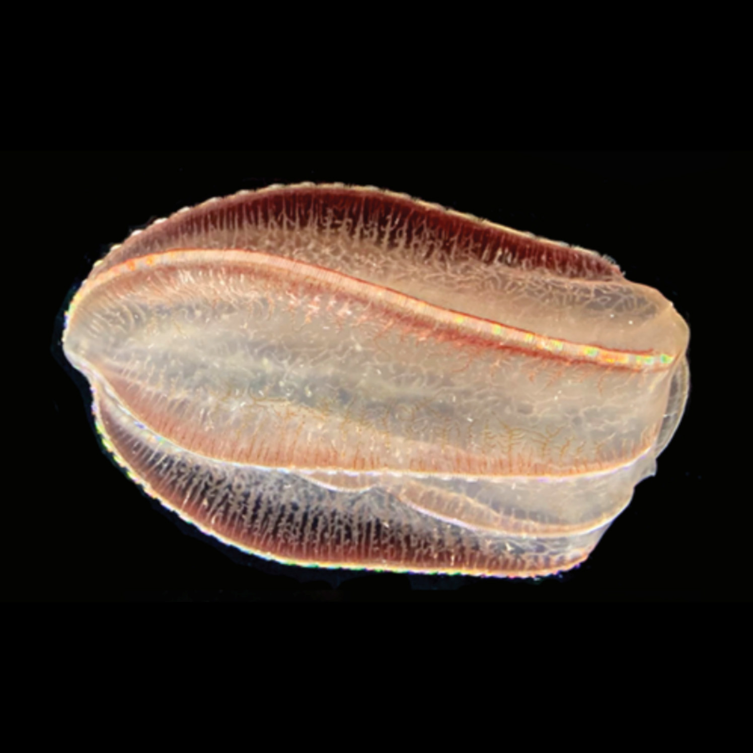 Whitney Researchers reveal secrets of a Ctenophore-Eating Ctenophore