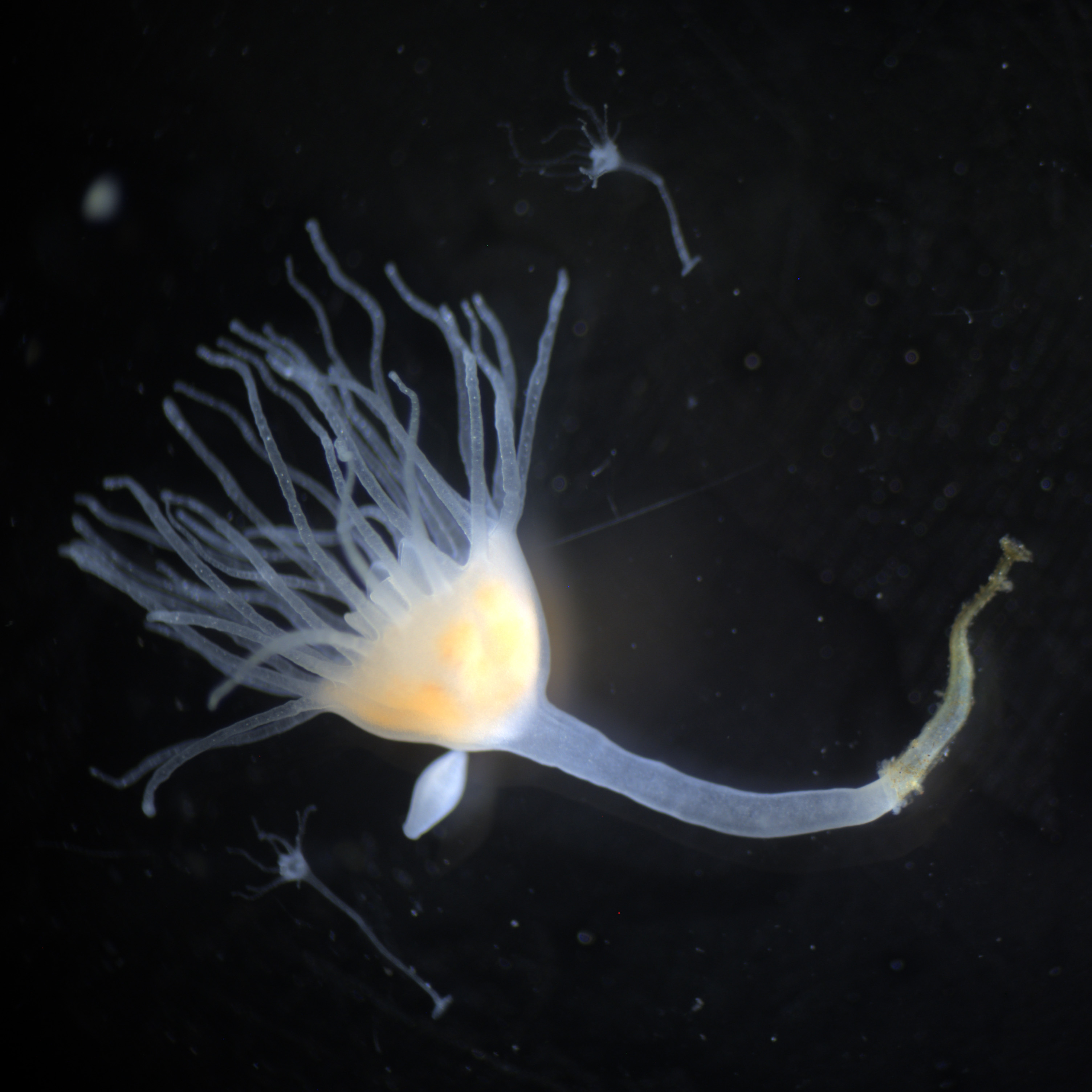 Martindale Lab Awarded $1M National Science Foundation Grant
