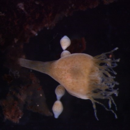 Cassiopea polyp undergoing asexual budding, photo credit: Bailey Steinworth