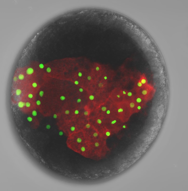 Sip 'N Science YouTube Link - Tracking Cells Through Space and Time