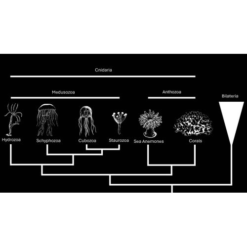 New genome reveals ancient toolkit