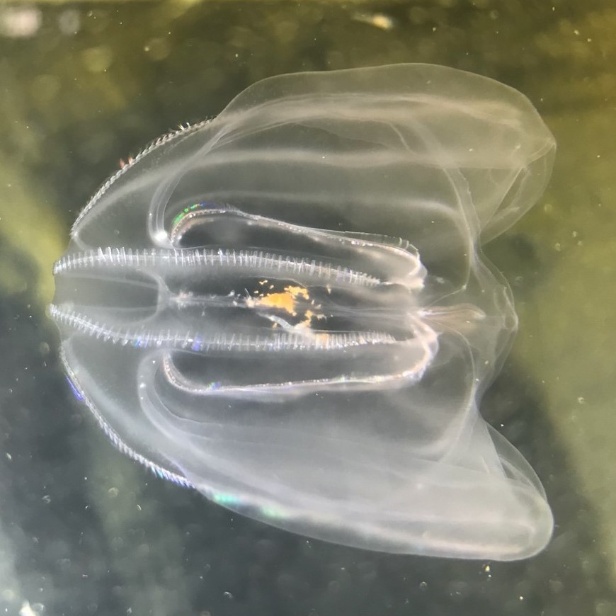 Brent Foster Publishes article in the Palm Coast Observer about Dr. Allison Edgar's Ctenophore research
