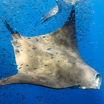 Research In the News: Devil ray feeding inspires innovative filtration technologies