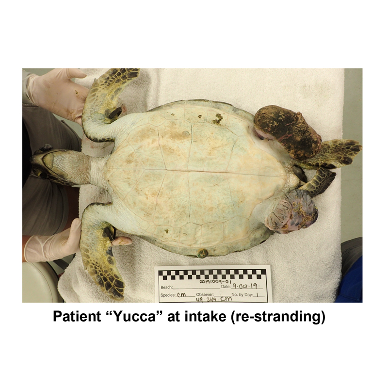 Image from Duffy Lab MDPI Paper - Patient Yucca at Intake