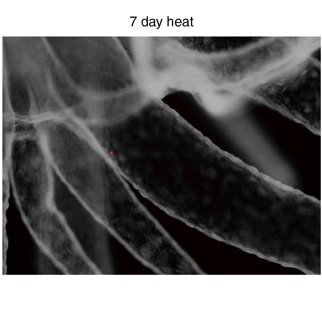 Paper Published in Microbiology Spectrum Explores Heat Stress in Cnidarian-Agal Interaction