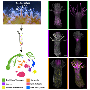 Schnitzler Lab: Expanded Atlas Furthers Understanding of Hydractinia Cellular Diversity and Dynamics