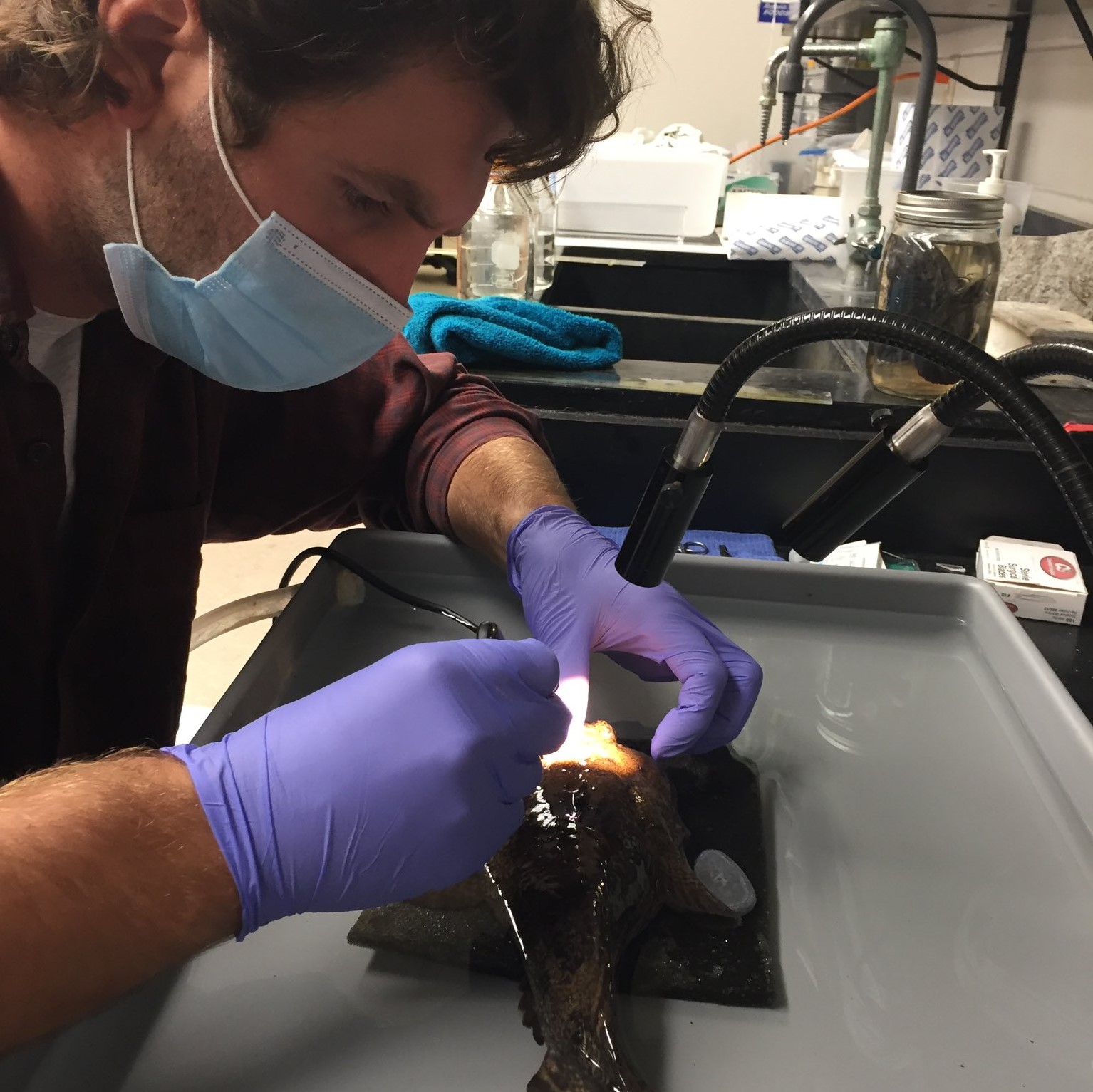 Student in laboratory working on fish