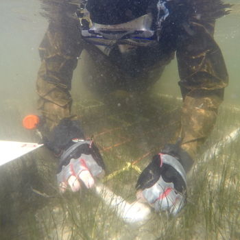 Researching Seagrass Dynamics with the St. Johns River Water Management District