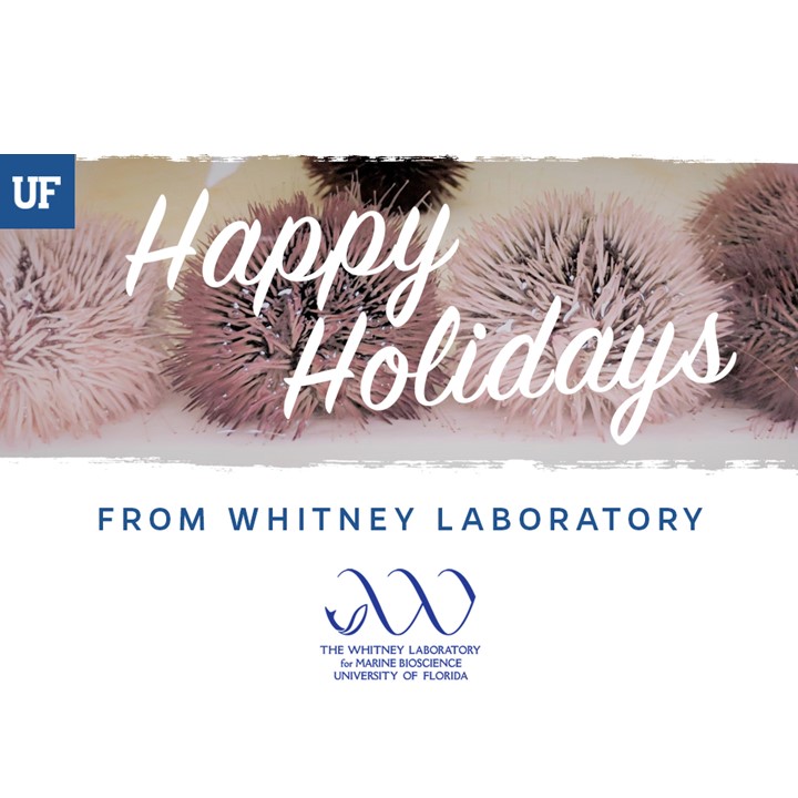 Happy Holidays from Whitney Laboratory