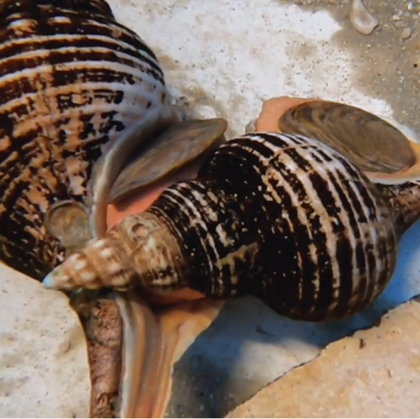 Whitney Marine Mondays - Species Spotlight, Horse Conch