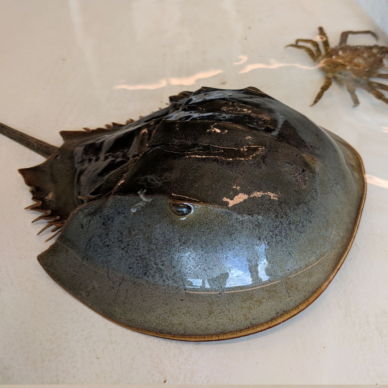 First Coast News Story on Horseshoe Crabs and COVID-19 Research