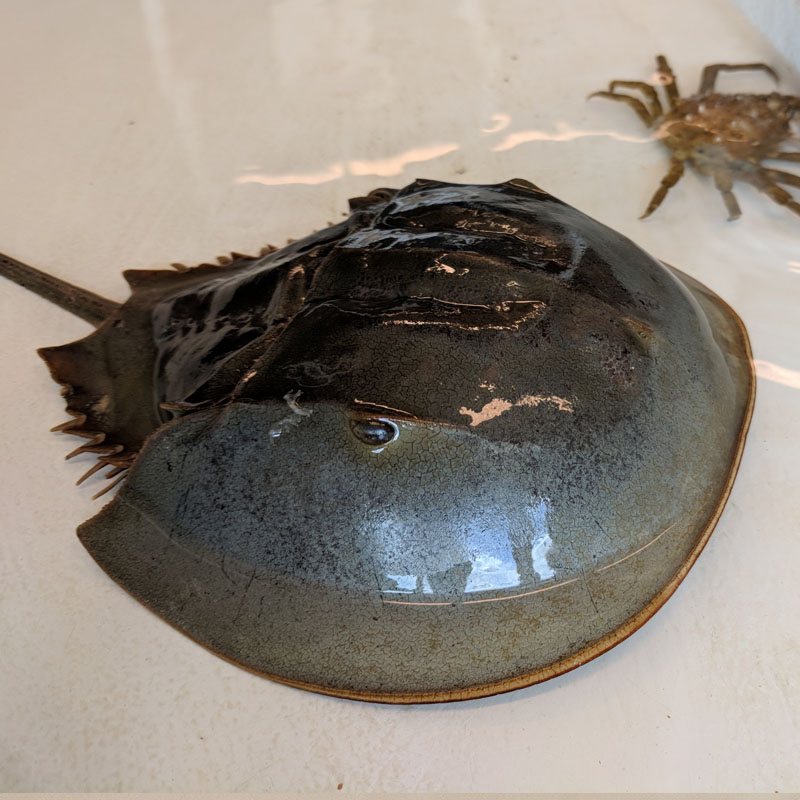 Horseshoe Crab