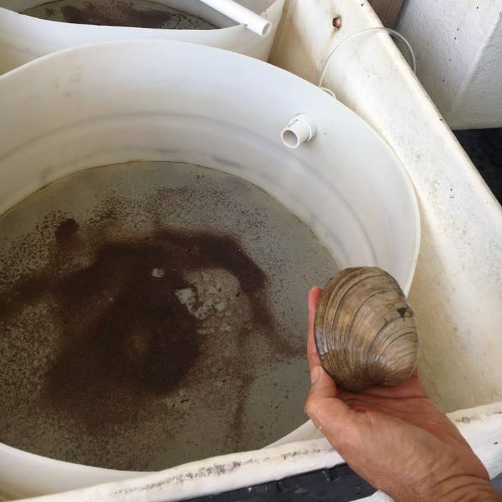 Osborne Lab and Partners Breeding Clams for Indian River Lagoon Restoration