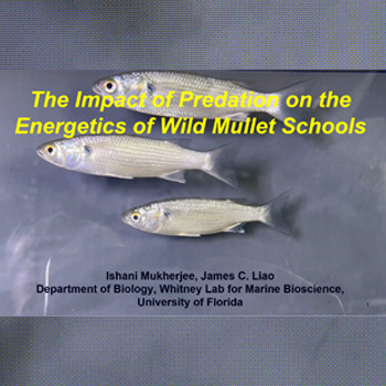 Bailey-Niblett Family Endowment Helps Fund Trip to Society of Integrative and Comparative Biology (SICB) Conference 