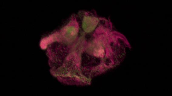 3D reconstruction of a comb jelly taken on the new lightsheet microscope at the Whitney Lab.