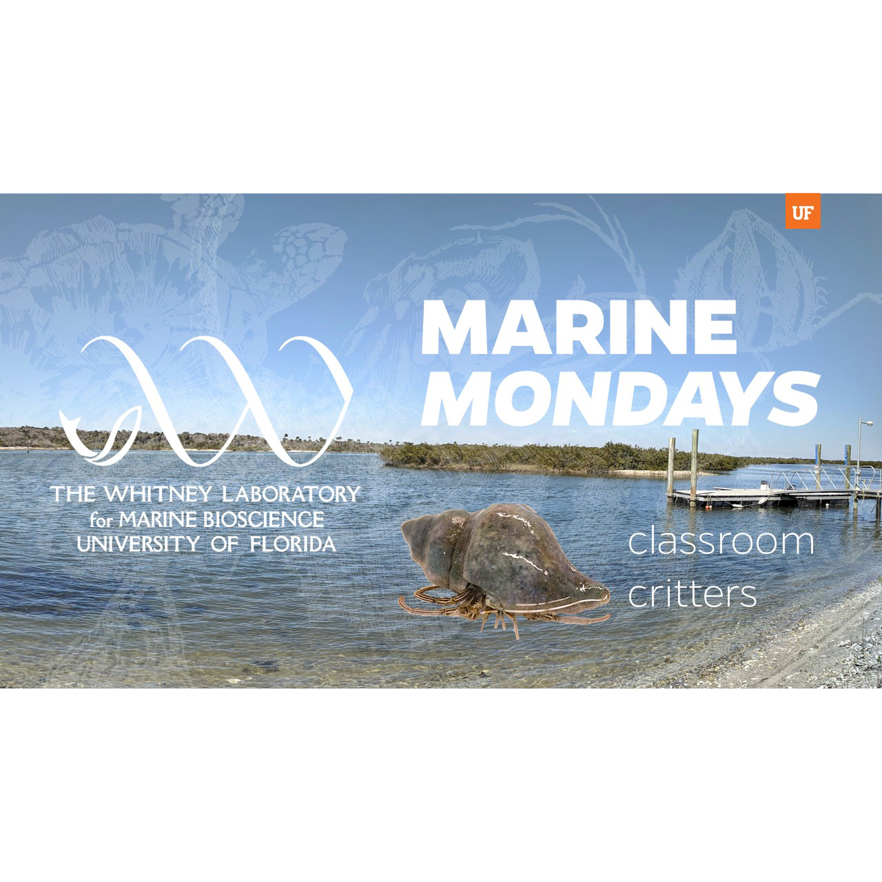 Marine Monday Classroom Critters Hermit