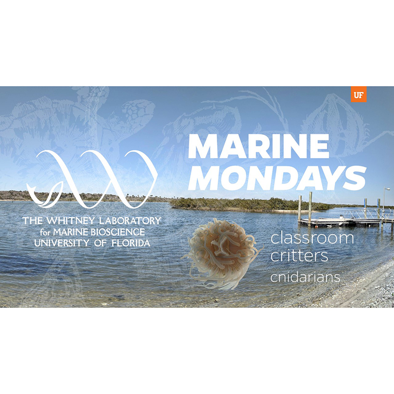 Whitney Marine Mondays - Classroom Critters, Cnidarians