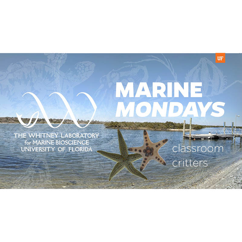 Whitney Marine Mondays - Classroom Critters