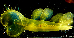 Nudibranch Molluscs, Melibe