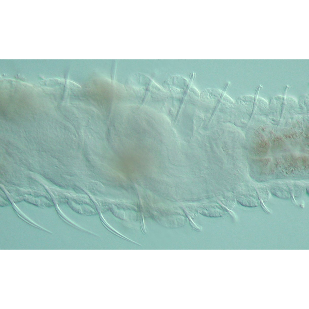 Seaver Lab Identifies New Structure in Segmented Worm Capitella teleta