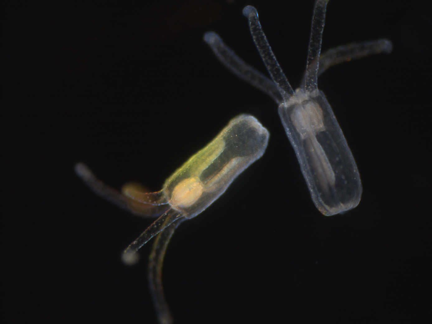 Nematostella, Credit: Federica S