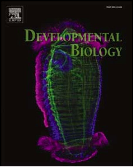 Polychaete Capitella teleta image on Developmental Biology cover