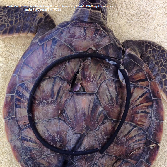 Sea Turtle Hospital Plastics Paper Data in Oceana Report